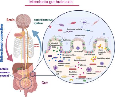 Frontiers | Role Of Gut Microbiome In Autism Spectrum Disorder And Its ...